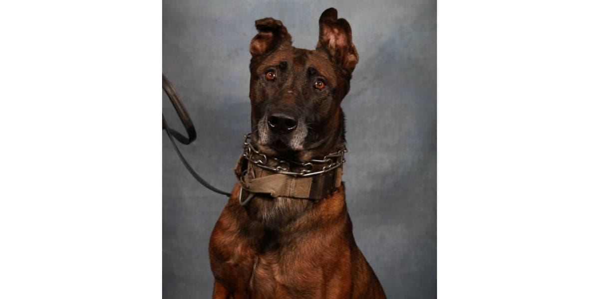 Rankin County K-9 suffers medical emergency during search for teen escapee